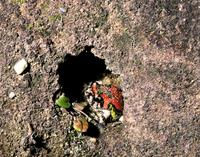: Scaphiophryne gottlebei; Gottlebe's Narrow-mouthed Frog