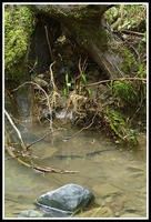 : Taricha rivularis; Red-bellied Newt