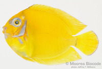 : Acanthurus pyroferus