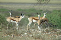 : Antidorcas marsupialis; Springbok