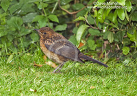 : Turdus merula; Eurasian Blackbird