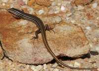 : Ctenotus taeniolatus; Copper-tailed Skink