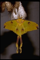 : Argema mittrei; Comet's-tail Moth