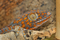 : Gekko gecko; Tokay Gecko