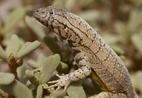 : Microlophus peruvianus;