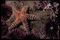 : Pisaster sp.; Sea Stars