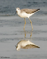 Marsh Sandpiper