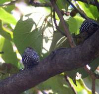 Brown-capped Pygmy Woodpecker (Dendrocopos nanus) 2005. január 8. Ramnagar