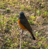 Blue-fronted Redstart (Phoenicurus frontalis) 2005. január 15. Mangoli Valley