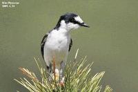 할미새사촌 Pericrocotus divaricatus Ashy Minivet