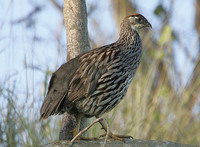 Erckel's Francolin