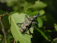 Blankplettet tandbuk (Rhagium mordax) Foto/billede af