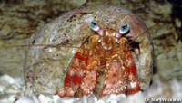 Dardanus fucosus