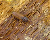 Ptilinus pectinicornis