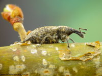 Lepyrus capucinus