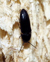 Hylis foveicollis