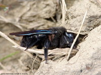 Xylocopa violacea