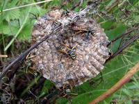 Polistes nimphus