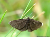 Odezia atrata - Chimney Sweeper