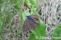 Aricia artaxerxes - Mountain Argus