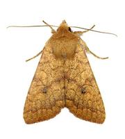 Agrochola circellaris - The Brick