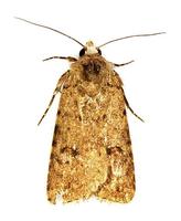 Atypha pulmonaris