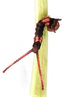 Cerura erminea