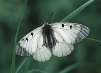 Parnassius mnemosyne - Clouded Apollo