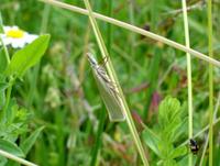 Crambus perlella