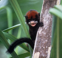 Red-capped tamarin (Saguinus pileatus)