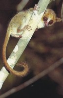 photograph of pygmy mouse lemur Microcebus myoxinus