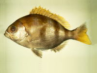 Paracaesio stonei, Cocoa snapper: fisheries