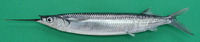 Hemiramphus balao, Balao halfbeak: fisheries, bait