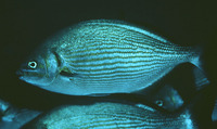 Kyphosus analogus, Blue-bronze sea chub: