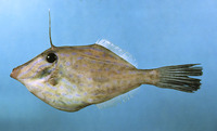 Aluterus heudelotii, Dotterel filefish: