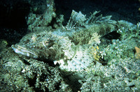 Cociella crocodila, Crocodile flathead: