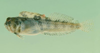 Antennablennius australis, Moustached rockskipper: