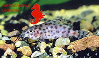 Synodontis velifer, :