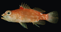 Plectranthias winniensis, Redblotch basslet: