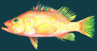 Plectranthias anthioides, : fisheries