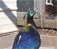 Himalayan Monal Lophophorus impeyanus