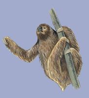 Image of: Bradypus torquatus (maned three-toed sloth)