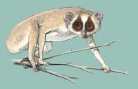 Image of: Loris tardigradus (slender loris)