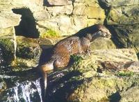 Image of: Lutra lutra (European otter)