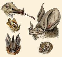 Image of: Phyllostomidae (New World leaf-nosed bats)