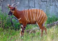 Image of: Tragelaphus eurycerus (bongo)