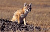 Image of: Vulpes velox (swift fox)