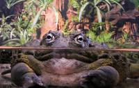 Pyxicephalus adspersus - African Bullfrog