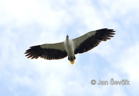 Haliaeetus leucogaster - White-bellied Fish-Eagle