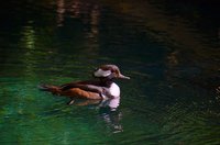 Mergus cucullatus - Hooded Merganser